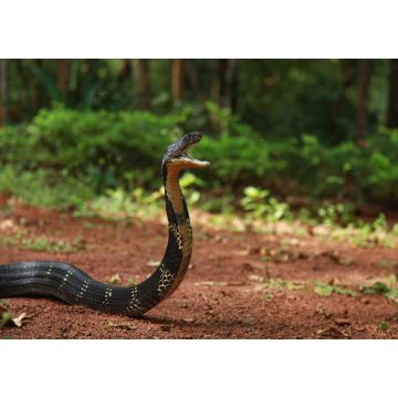 Lais Puzzle - Die Königskobra, Ophiophagus hannah, ist eine Giftschlangenart aus der Gattung der Elapiden, die in den Dschungeln Süd- und Südostasiens beheimatet ist, Goa, Indien  - 1.000 Teile