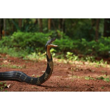 Lais Puzzle - Die Königskobra, Ophiophagus hannah, ist eine Giftschlangenart aus der Gattung der Elapiden, die in den Dschungeln Süd- und Südostasiens beheimatet ist, Goa, Indien  - 2.000 Teile
