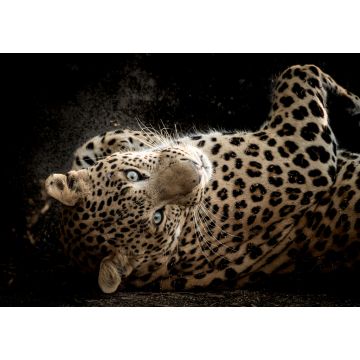 Lais Puzzle - Fine Art Porträt der wilden männlichen Leopard oder Panther in isolierten schwarzen Hintergrund bei Wildlife-Safari im Wald von Zentral-Indien - 1.000 Teile