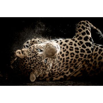Lais Puzzle - Fine Art Porträt der wilden männlichen Leopard oder Panther in isolierten schwarzen Hintergrund bei Wildlife-Safari im Wald von Zentral-Indien - 2.000 Teile