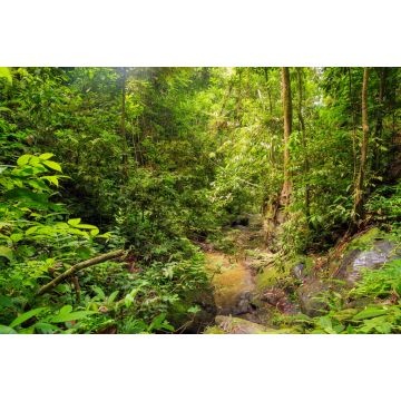 Lais Puzzle - Schöner Landschaftsblick auf den Regenwald während einer ökotouristischen Dschungelwanderung im Gunung Leuser National Park, Bukit Lawang, Sumatra, Indonesien - 2.000 Teile