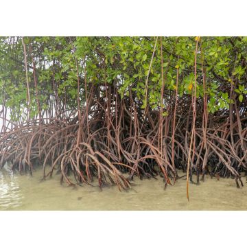 Lais Puzzle - Nahaufnahme von langen Mangrovenbaumwurzeln. Mangrove bei Ebbe. Mangrove und Wurzeln auf Sand, Lombok, Indonesien - 1.000 Teile