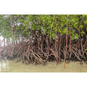 Lais Puzzle - Nahaufnahme von langen Mangrovenbaumwurzeln. Mangrove bei Ebbe. Mangrove und Wurzeln auf Sand, Lombok, Indonesien - 2.000 Teile
