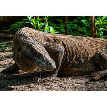 Lais Puzzle - Komodowaran auf der Insel Komodo im Grünen in Indonesien, dem einzigen Ort, an dem sie zu finden sind - 1.000 Teile