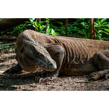 Lais Puzzle - Komodowaran auf der Insel Komodo im Grünen in Indonesien, dem einzigen Ort, an dem sie zu finden sind - 2.000 Teile