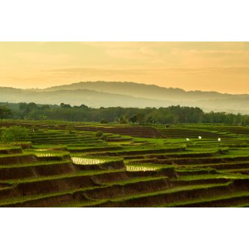 Lais Puzzle - Wunderschöne Reisterrassen am Morgen in der Morgensonne in Nord-Bengkulu, Indonesien - 2.000 Teile