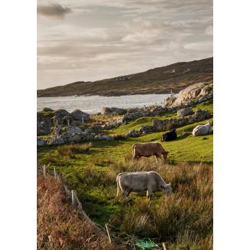 Lais Puzzle - Eine Kuhherde auf einer Wiese am Atlantik, Westküste von Irland - 1.000 Teile