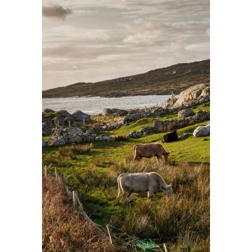 Lais Puzzle - Eine Kuhherde auf einer Wiese am Atlantik, Westküste von Irland - 2.000 Teile