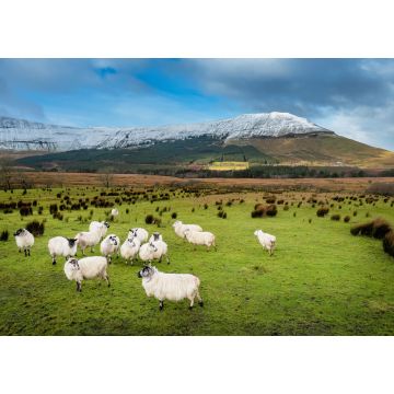 Lais Puzzle - Schafe auf einer grünen Wiese neben einem Berg, Grafschaft Sligo, Irland - 1.000 Teile