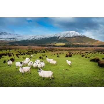 Lais Puzzle - Schafe auf einer grünen Wiese neben einem Berg, Grafschaft Sligo, Irland - 2.000 Teile