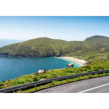 Lais Puzzle - Schafe auf einer Klippe im Fokus, Keem Strand außerhalb des Fokus, Achill Insel in der Grafschaft Mayo, Irland, warmer sonniger Tag. Klarer blauer Himmel und Wasser des Atlantischen Ozeans. Irische Landschaft - 1.000 Teile