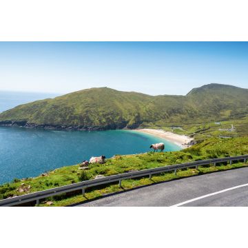 Lais Puzzle - Schafe auf einer Klippe im Fokus, Keem Strand außerhalb des Fokus, Achill Insel in der Grafschaft Mayo, Irland, warmer sonniger Tag. Klarer blauer Himmel und Wasser des Atlantischen Ozeans. Irische Landschaft - 2.000 Teile