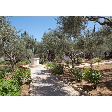 Lais Puzzle - Garten von Gethsemane - 1.000 Teile