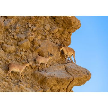 Lais Puzzle - Steinbock, Ein gedi National Reserve Park, Totes Meer, Israel - 1.000 Teile