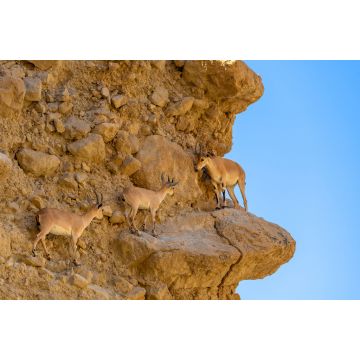 Lais Puzzle - Steinbock, Ein gedi National Reserve Park, Totes Meer, Israel - 2.000 Teile