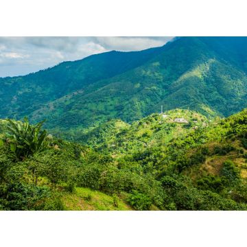 Lais Puzzle - Blaue Berge von Jamaika Kaffeewachstum Ort - 1.000 Teile