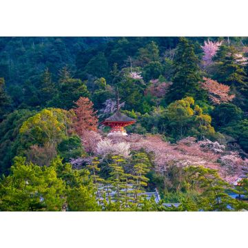 Lais Puzzle - Itsukushima-Schrein mit Sakura - 1.000 Teile