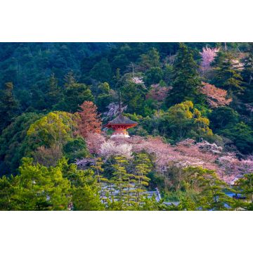 Lais Puzzle - Itsukushima-Schrein mit Sakura - 2.000 Teile