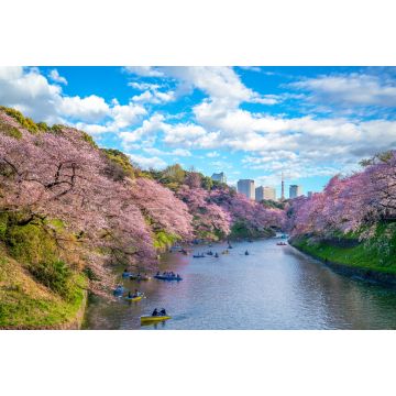 Lais Puzzle - kirschblüte in chidori ga fuchi, tokio, japan - 2.000 Teile