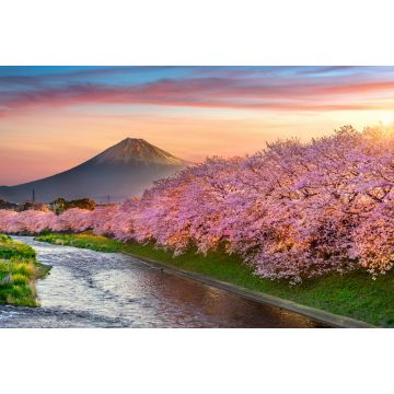 Lais Puzzle - Kirschblüten und der Berg Fuji im Frühling bei Sonnenaufgang, Shizuoka - 2.000 Teile