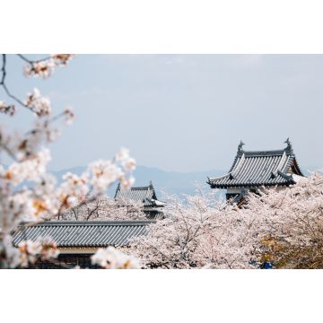 Lais Puzzle - Koriyama-Schlosspark mit Kirschblüten in Nara, Japan - 2.000 Teile