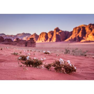 Lais Puzzle - Frühling in der Wüste Wadi Rum - Tal des Mondes in Jordanien - 1.000 Teile