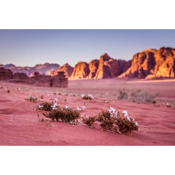 Lais Puzzle - Frühling in der Wüste Wadi Rum - Tal des Mondes in Jordanien - 2.000 Teile