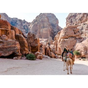 Lais Puzzle - Kamele in Petra, Jordanien - 1.000 Teile