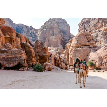 Lais Puzzle - Kamele in Petra, Jordanien - 2.000 Teile