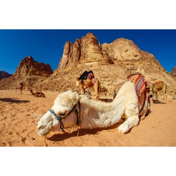 Lais Puzzle - Kamele in der Wüste Wadi Rum in Jordanien - 2.000 Teile