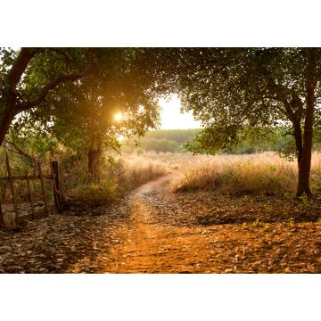 Lais Puzzle - Sonnenuntergang im Cashewnusswald, Kambodscha Provinz Banlung - 1.000 Teile