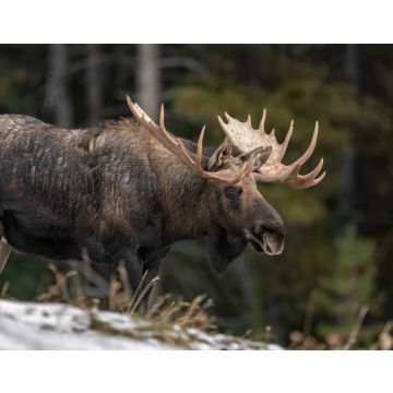 Lais Puzzle - Elche in Jasper Kanada - 40, 100, 200, 500, 1.000 & 2.000 Teile