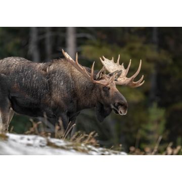 Lais Puzzle - Elche in Jasper Kanada - 1.000 Teile