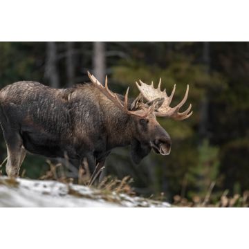 Lais Puzzle - Elche in Jasper Kanada - 2.000 Teile