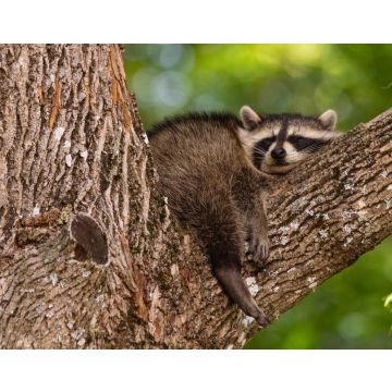 Lais Puzzle - Baby-Waschbär schlafend im Ast eines alten Baumes früh am Morgen in Oak Mountain, New Brunswick, Kanada - 40, 100, 200, 500, 1.000 & 2.000 Teile