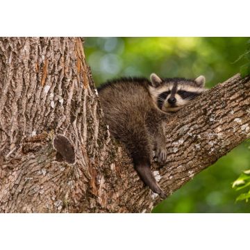 Lais Puzzle - Baby-Waschbär schlafend im Ast eines alten Baumes früh am Morgen in Oak Mountain, New Brunswick, Kanada - 1.000 Teile
