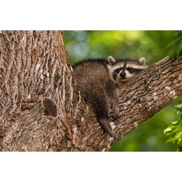 Lais Puzzle - Baby-Waschbär schlafend im Ast eines alten Baumes früh am Morgen in Oak Mountain, New Brunswick, Kanada - 2.000 Teile