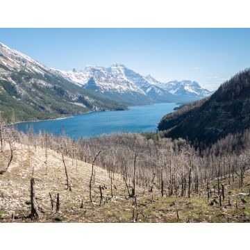 Lais Puzzle - Von Waldbränden betroffene alpine Landschaft mit verbrannten Bäumen, aufgenommen im Waterton National Park, Alberta, Kanada - 40, 100, 200, 500, 1.000 & 2.000 Teile