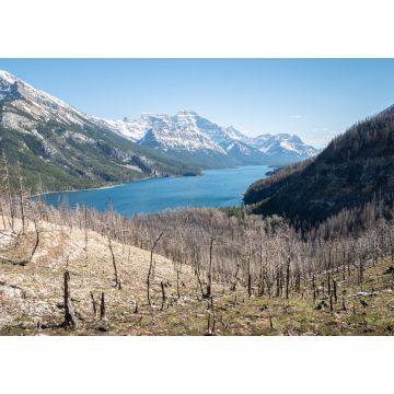 Lais Puzzle - Von Waldbränden betroffene alpine Landschaft mit verbrannten Bäumen, aufgenommen im Waterton National Park, Alberta, Kanada - 1.000 Teile