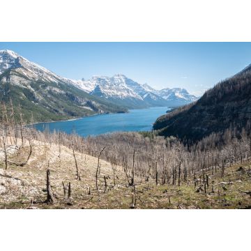 Lais Puzzle - Von Waldbränden betroffene alpine Landschaft mit verbrannten Bäumen, aufgenommen im Waterton National Park, Alberta, Kanada - 2.000 Teile