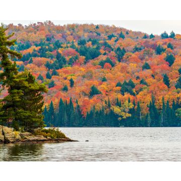 Lais Puzzle - Herbstfarben im Algonquin Park, Ontario, Kanada - 40, 100, 200, 500, 1.000 & 2.000 Teile