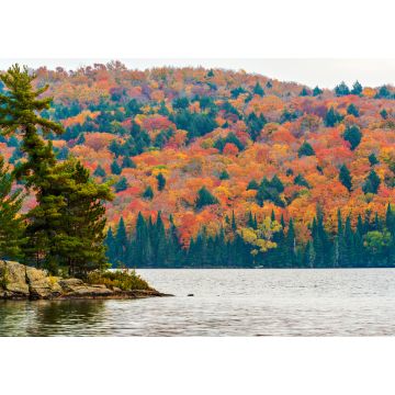 Lais Puzzle - Herbstfarben im Algonquin Park, Ontario, Kanada - 1.000 Teile