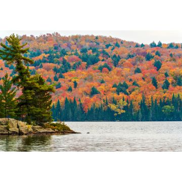 Lais Puzzle - Herbstfarben im Algonquin Park, Ontario, Kanada - 2.000 Teile