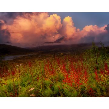 Lais Puzzle - Schöne Aussicht auf wilde Blumen, Bäume und Berge in der kanadischen Natur. Tomstone Territorial Park, Yukon, Kanada - 40, 100, 200, 500, 1.000 & 2.000 Teile