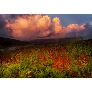 Lais Puzzle - Schöne Aussicht auf wilde Blumen, Bäume und Berge in der kanadischen Natur. Tomstone Territorial Park, Yukon, Kanada - 1.000 Teile