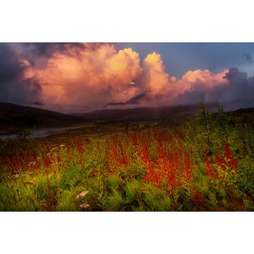 Lais Puzzle - Schöne Aussicht auf wilde Blumen, Bäume und Berge in der kanadischen Natur. Tomstone Territorial Park, Yukon, Kanada - 2.000 Teile