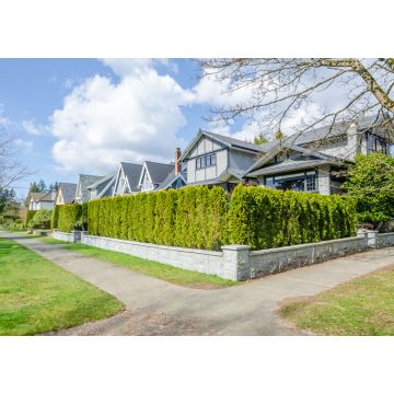 Lais Puzzle - Grüner Zaun aus Bäumen gebaut. Landschaft im Freien. Sicherheit und Privatsphäre Konzept. Vancouver. Kanada - 1.000 Teile