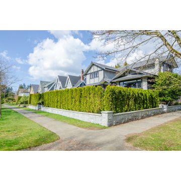 Lais Puzzle - Grüner Zaun aus Bäumen gebaut. Landschaft im Freien. Sicherheit und Privatsphäre Konzept. Vancouver. Kanada - 2.000 Teile