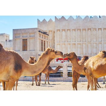 Lais Puzzle - Hübsche Kamele auf dem Markt von Doha, Katar - 1.000 Teile