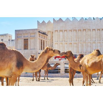 Lais Puzzle - Hübsche Kamele auf dem Markt von Doha, Katar - 2.000 Teile
